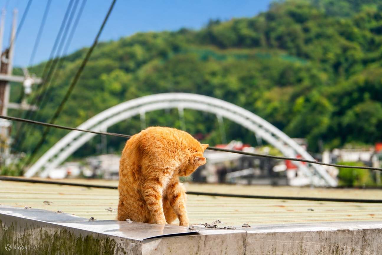 [Meow Butler Annyang] Taiwan Taipei Yehliu Shifen Jiufen Bus Tour ...